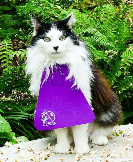 Cat Bib