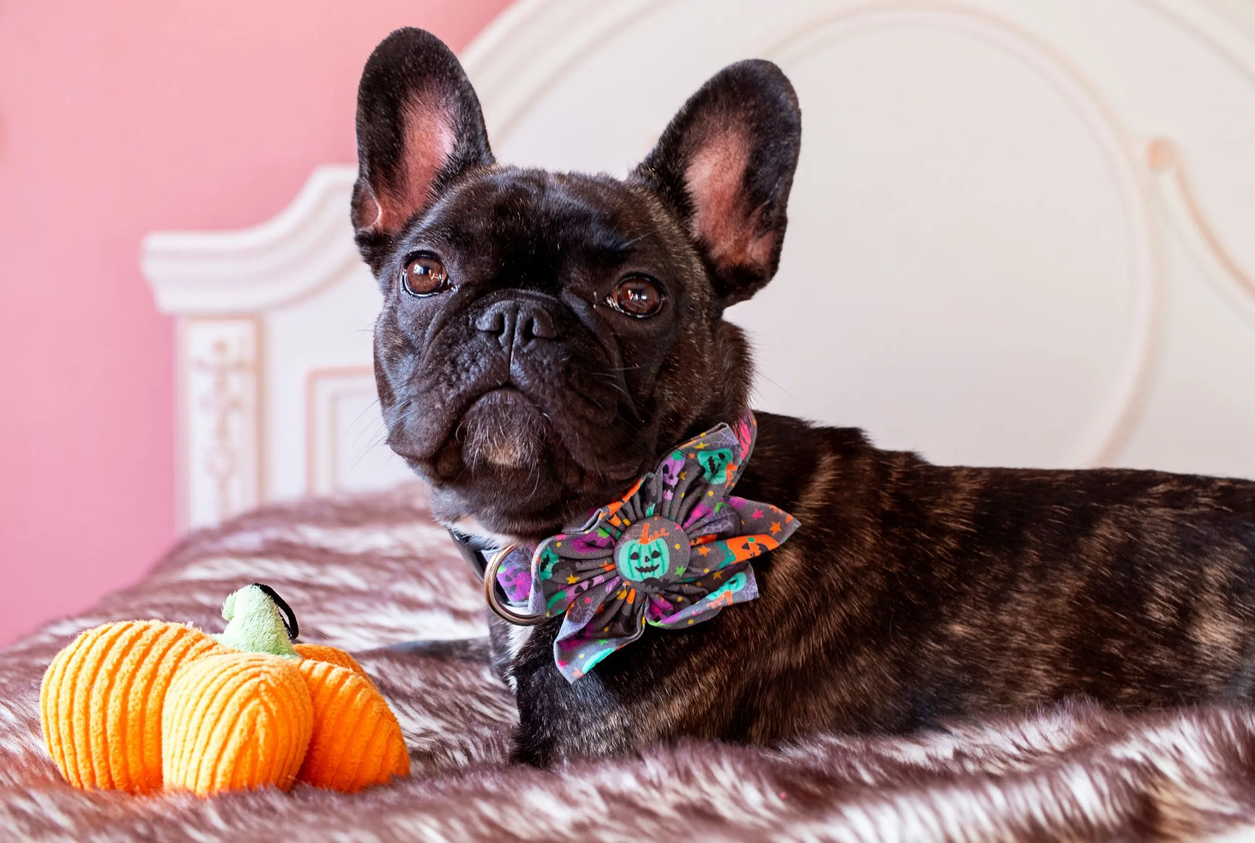 Personalized Dog Collar | Happy Little Pumpkins Halloween Dog Collar | Duke & Fox
